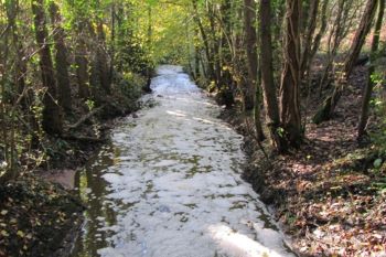 FARM SLURRY POLLUTION IN BROOK