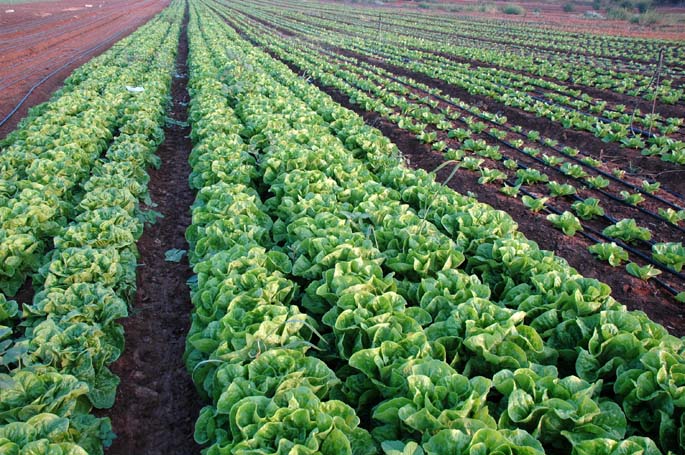 agriculture foto wikimedia commons685