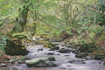 stream_trees_rocks_1.jpg